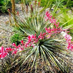 10 Coral Red Yucca seeds from my established garden